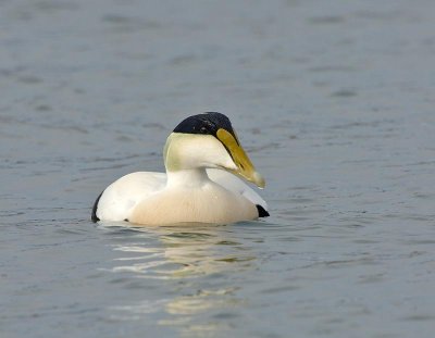 Male Eider.jpg