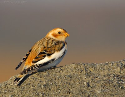 snow_buntings