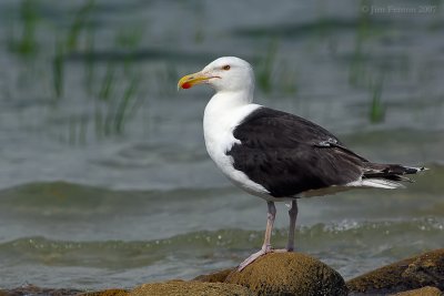 _JFF2407 Black Back Gull Bay Side.jpg