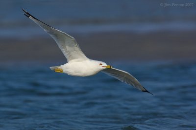 _JFF3032 Ring Billed Gull Flight.jpg