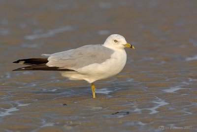 _JFF3087 Ring Billed Gull Lower Sand Flat.jpg