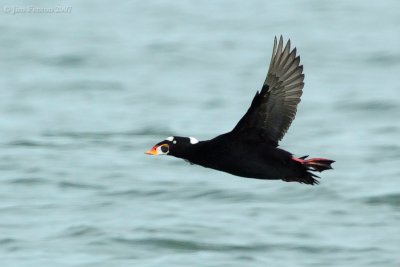 _JFF4204 Surf Scooter in Flight.jpg