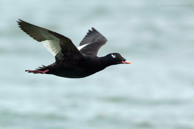 _JFF4226 White Winged Scooter in Flight.jpg