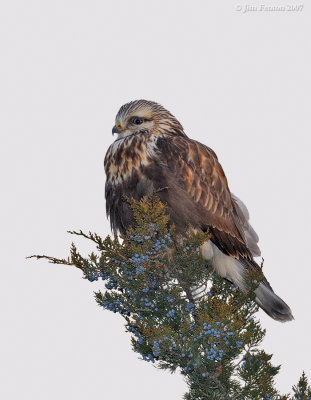 _NAW1055 Light Morph Rough Leg Hawk in Cedar.jpg