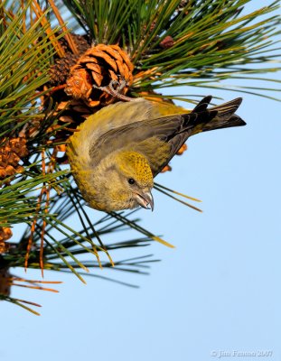 _NAW1521 Crossbill Vertical.jpg