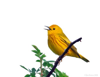 _NW83538 Yellow Warbler in Song