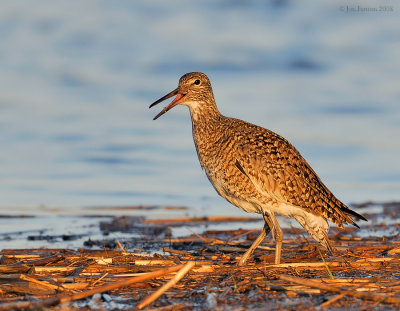 _NW83564 Willet