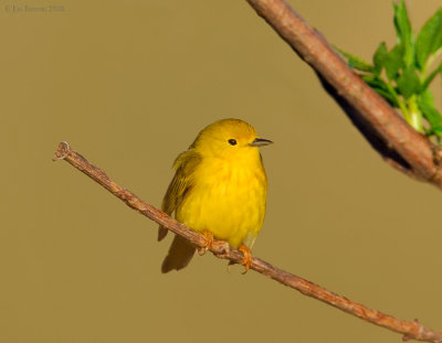 _NW83616 Female Yellow Warbler.