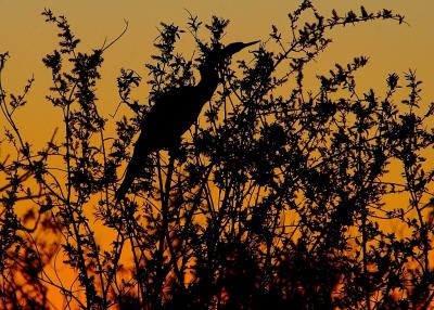 Cormorant backlit
