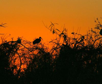 shark_valley_florida_everglades_at_sunset_and_fullmoon