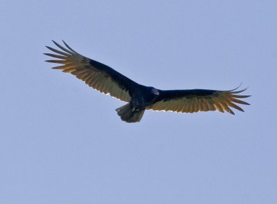 Turkey Vulture