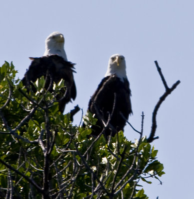 Nesting Bald Eagles