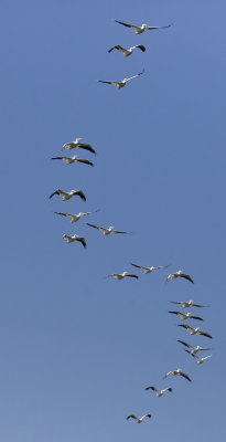 White Pelicans 1