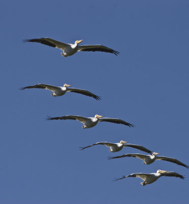 White Pelicans 2