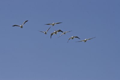 White Pelicans 3