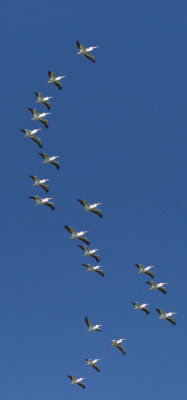 White Pelicans 4