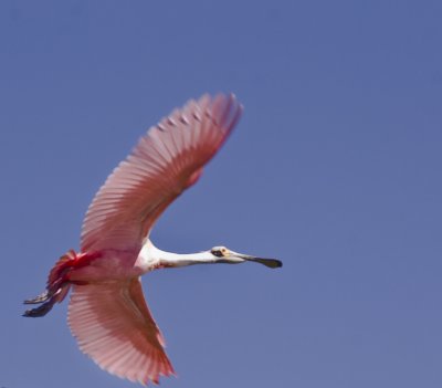 Roseate Spoonbill