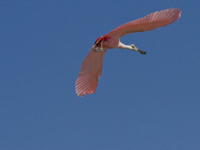 Roseate Spoonbill