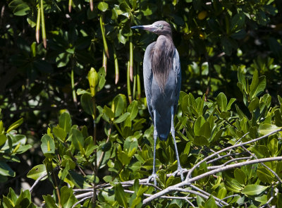 Reddish Egret