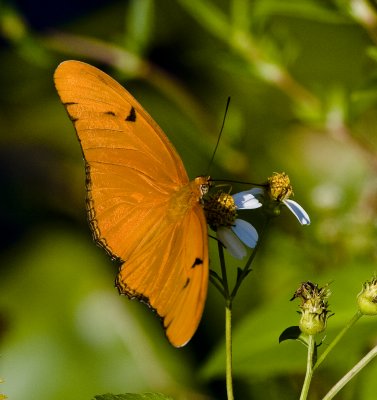 Julia Butterfly