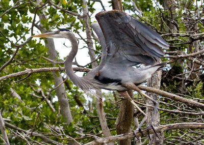 Great Blue Heron Lift off