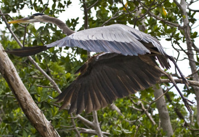 Great Blue Heron Lift off 2