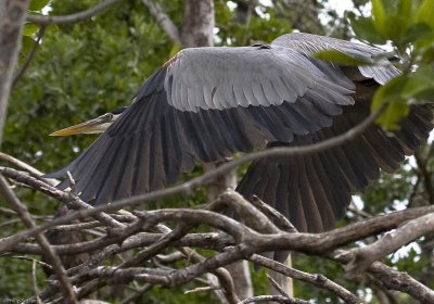 Great Blue Heron Lift off 3