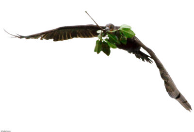 Double crested cormorant with nesting materials