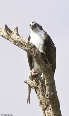 Osprey with lunch