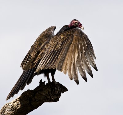 Turkey Vulture