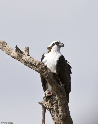 Osprey with lunch 2