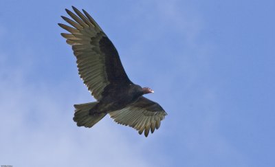 Turkey Vulture in Flight