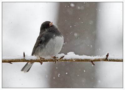 Juncos