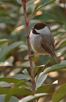 Chickadee at dusk