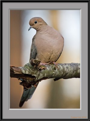 Doves