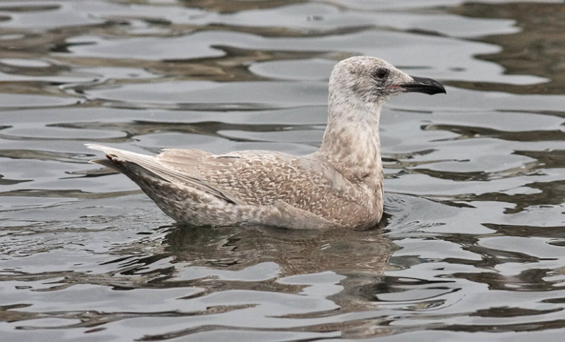 Glaucous-winged Gull, 1st cycle