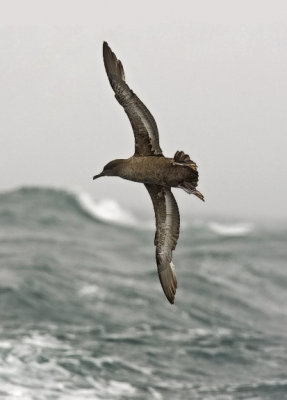 Sooty Shearwater