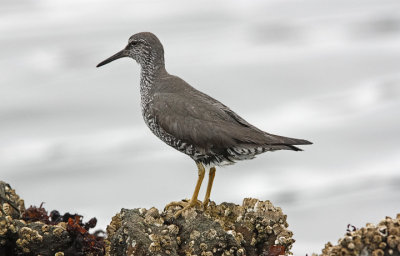 Wandering Tattler (#1 of 3)