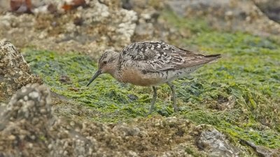 Red Knot, prebasic adult (#1 of 2)