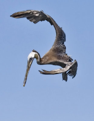 Brown Pelican, basic adult
