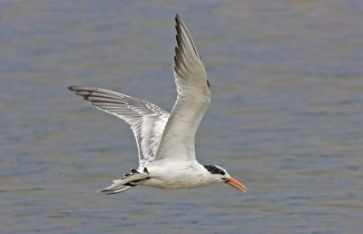 Elegant Tern, juvenile