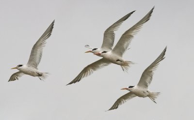 Elegant Terns, 1st cycle