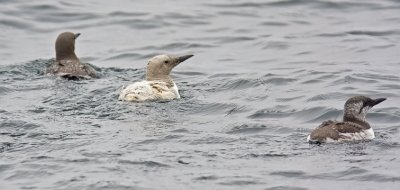 Common Murres (one leucistic) , basic adults (#1 of 2)