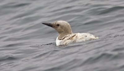 leucistic Common Murre, basic adult (#2 of 2)