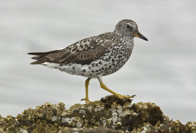 Surfbird, prebasic