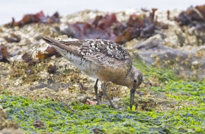 Red Knot, prebasic adult (#2 of 2)