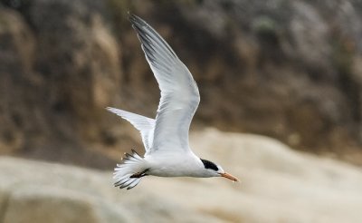 Elegant Tern, 1st cycle