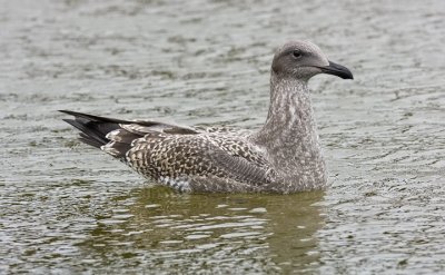 Western Gull, juvenile