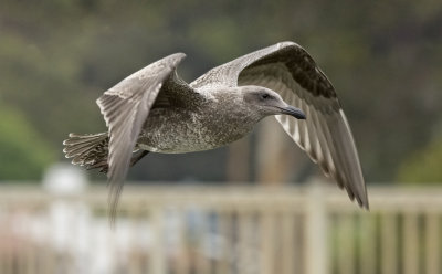 Glaucous-Winged x Western Gull, 1st cycle