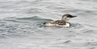 Common Murre, basic adult